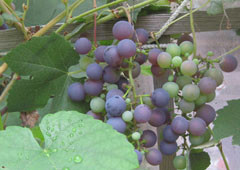 grapes.JPG