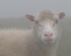 sheep2.JPG